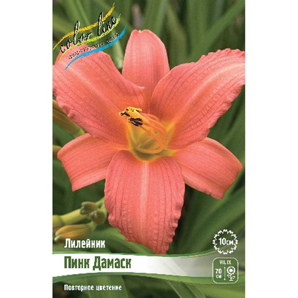 Лилейник Пинк Дамаск I 1 шт