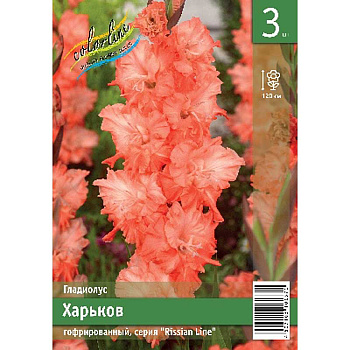 Гладиолус Харьков 10/12 3 Эконом шт 
