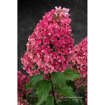 Гортензия Метельчатая Рэспберри Пинк P12 (4-6 ветки)