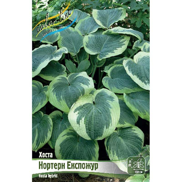 Хоста Нортерн Експожур 1 n 1 шт
