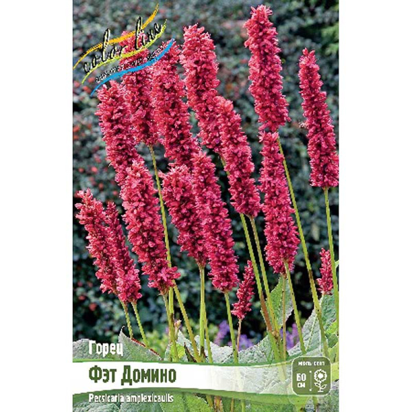 Горец Фэт Домино I 1 шт