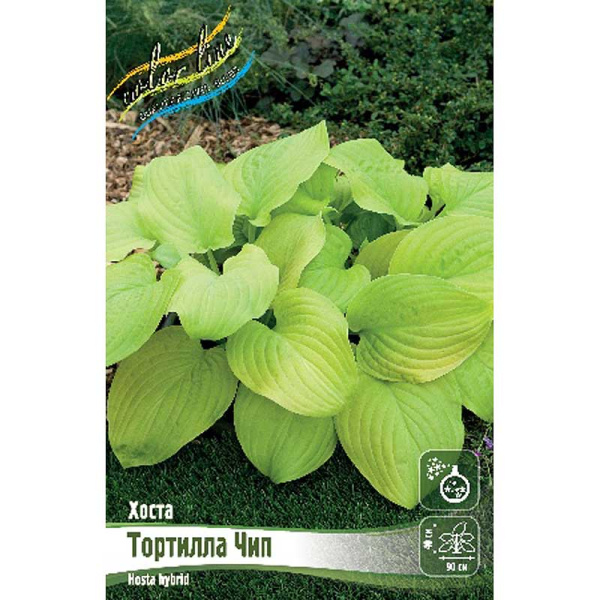 Хоста Тортилла Чип 1 n 1 шт