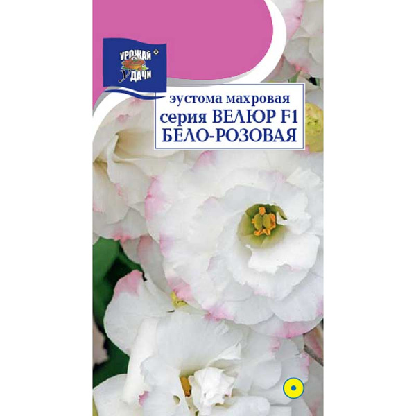Эустома Велюр Бело-розовая махр Урожай у дачи Ц 