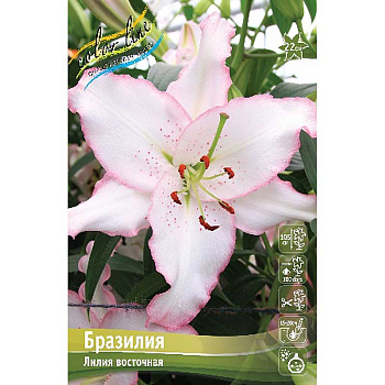 Лилия Бразилия 12/14 5 шт