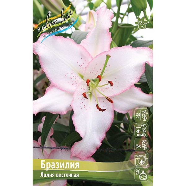 Лилия Бразилия 12/14 5 шт