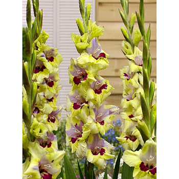 Гладиолус Оракл 10/12 3 Эконом шт 