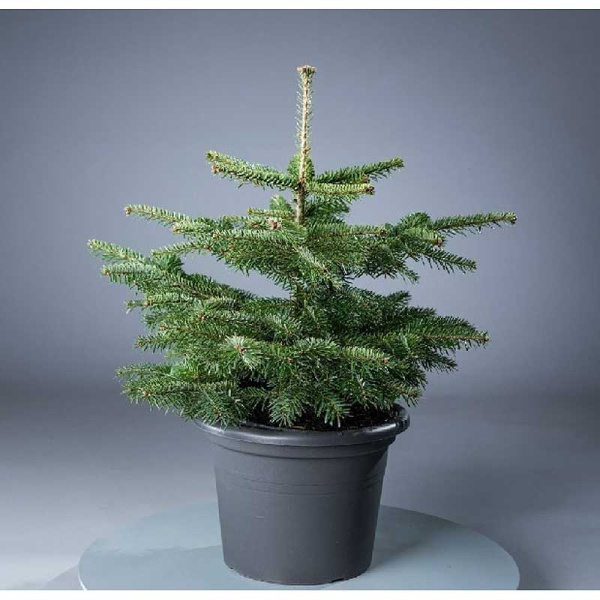 Пихта Нордмана Видовая Норма P9 шт