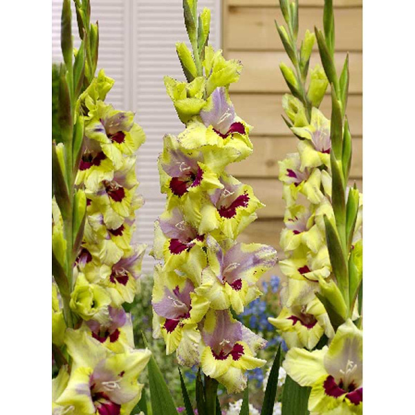 Гладиолус Оракл 10/12 3 Эконом шт 