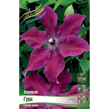 Клематис Гуви I 25 шт Биг-пак 4615