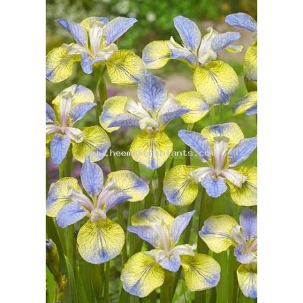 Ирис Сибирский Типпед Ин Блю I 1 шт