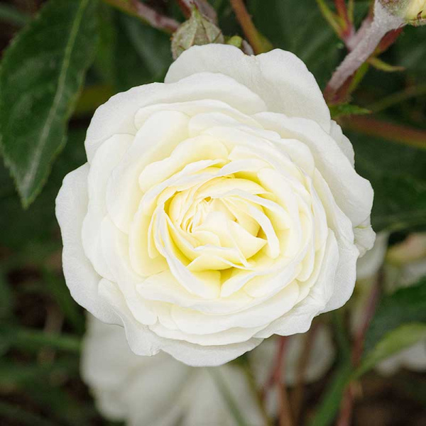 Роза флорибунда Шнеевитхен Садовита