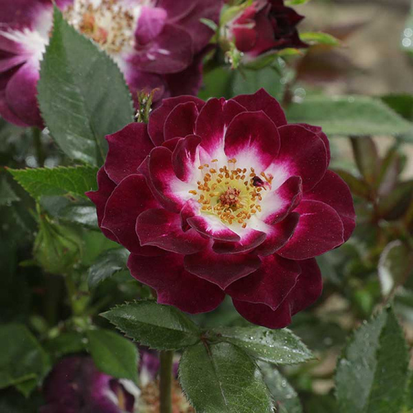 Роза миниатюрная Даймонд Айз Садовита