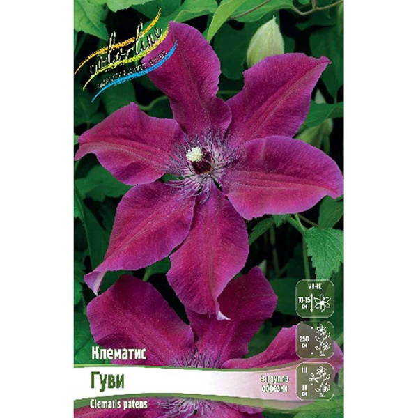Клематис Гуви I 25 шт Биг-пак 4615