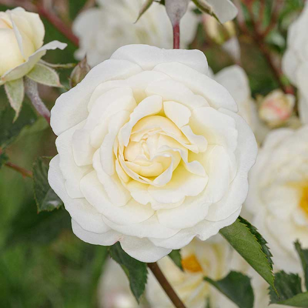 Роза флорибунда Шнеевитхен Садовита