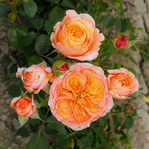 Роза чайно-гибридная Вувузелла Садовита