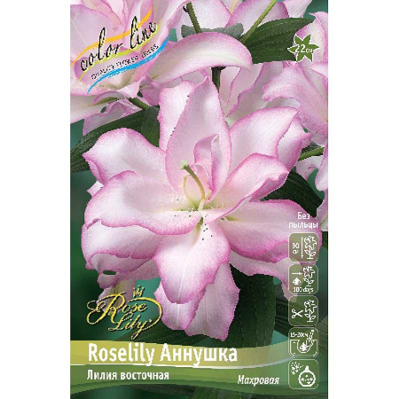 11145 Биг-Пак Лилия Roselily Аннушка 12/14 25 шт