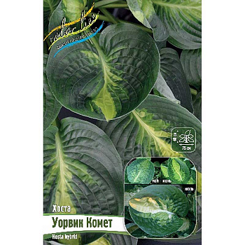 Хоста Уорвик Комет 1 n 25 шт Биг-пак 7949