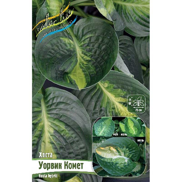 Хоста Уорвик Комет 1 n 25 шт Биг-пак 7949