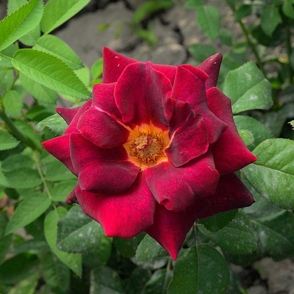 Роза чайно-гибридная Эдди Митчелл Садовита