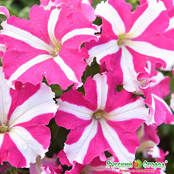 Петуния Розовая пантера НК Ц 