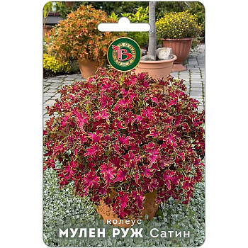 Колеус Мулен Руж Сатин Биотехника 