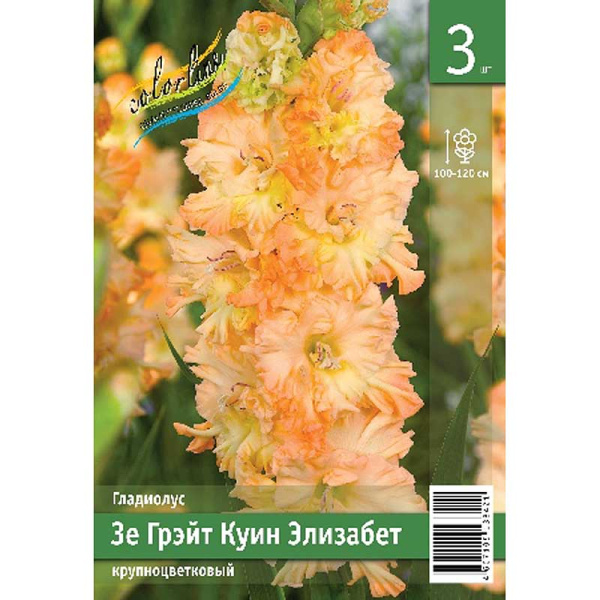 Гладиолус Зе Грэйт Куин Элизабет 10/12 3 Эконом шт 