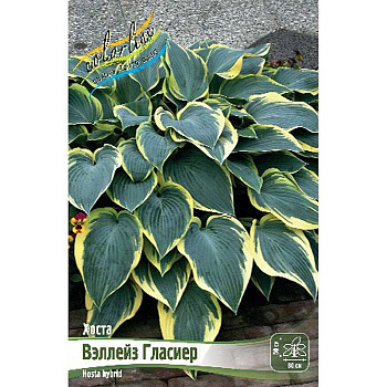 Хоста Валлиз Глэсиа 1 n 1 шт