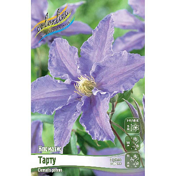 Клематис Тарту I 25 шт Биг-пак 1787