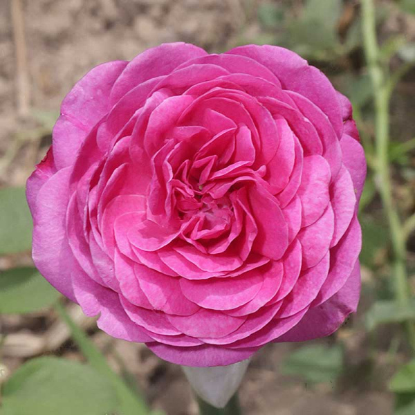 Роза флорибунда Хайди Клум Садовита