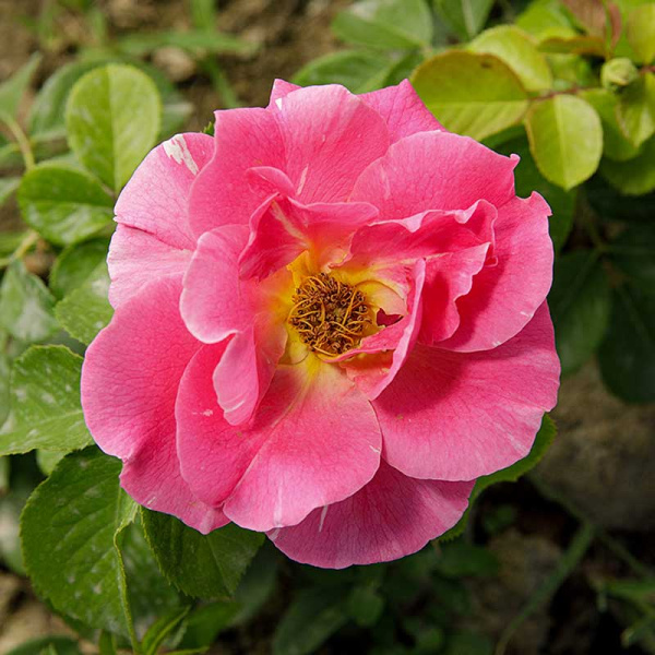 Роза почвопокровная Пинк сплэш Садовита