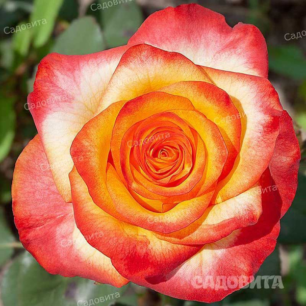 Роза флорибунда Циркус Садовита