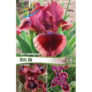 Ирис Карликовый Кэтс Ай I 25 шт Биг-пак 2292