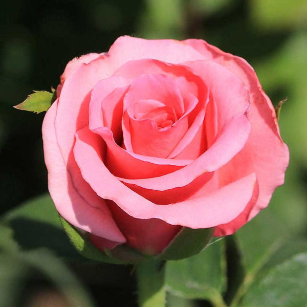 Роза флорибунда Европа Садовита