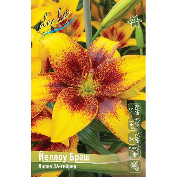 Лилия Йеллоу Браш 12/14 25 шт Биг-Пак 7783