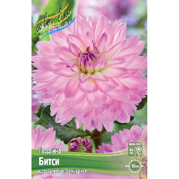 Георгина Битси I 1 шт