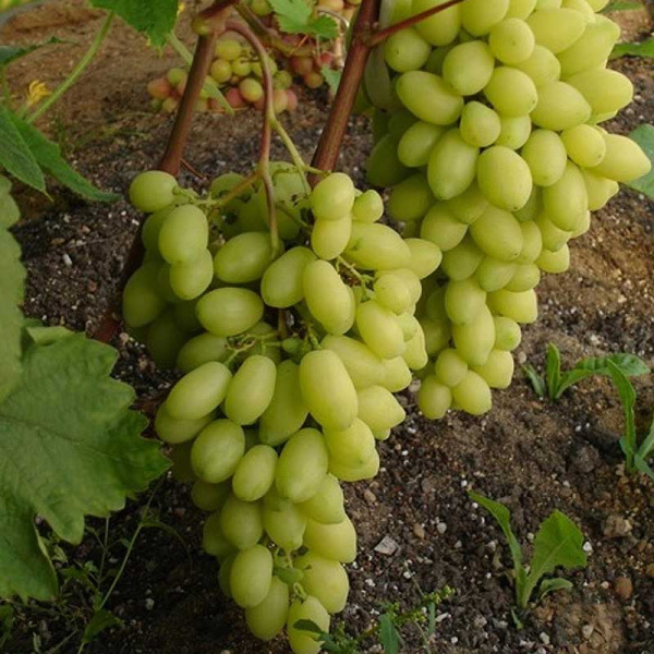 Виноград Бананас ранний Садовита