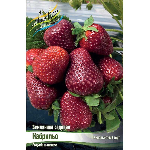 8482 Биг-Пак Земляника Садовая Кабрильо A 100 шт