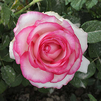 Роза чайно-гибридная Белла Вита Садовита