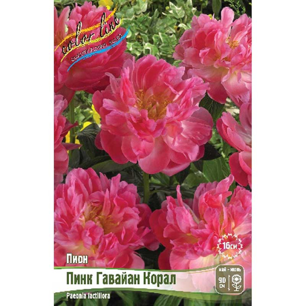 Пион Пинк Гавайан Корал 2/3 n 1 шт 