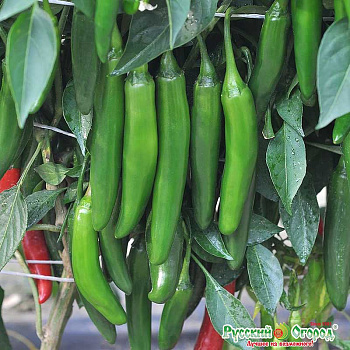 Перец Зеленые пальчики НК Ц
