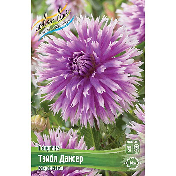 Георгина Тэйбл Дансер I 15 шт Шоу-бокс 9121