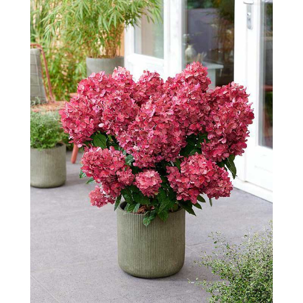 Гортензия Метельчатая Бонфайр C1.5