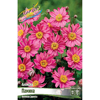 8291 Биг-Пак Анемона Памина I 25 шт