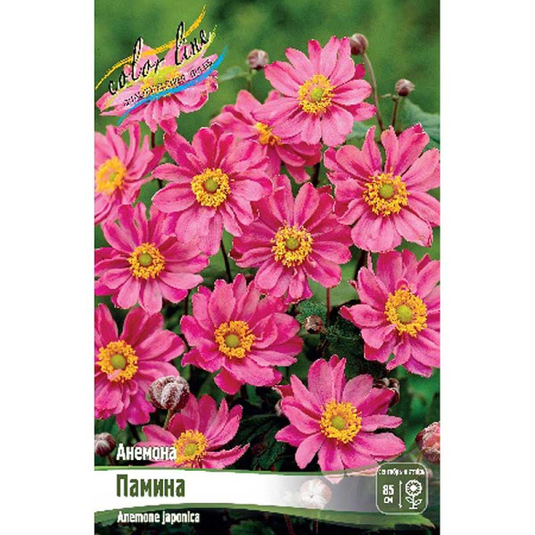 8291 Биг-Пак Анемона Памина I 25 шт