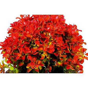 Барбарис Тунберга Руби Стар C2