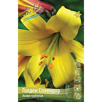 Лилия Голден Сплендор 12/14 25 шт Биг-пак 10561