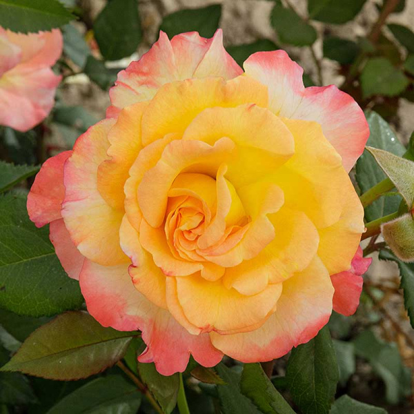 Роза чайно-гибридная Акварель Садовита