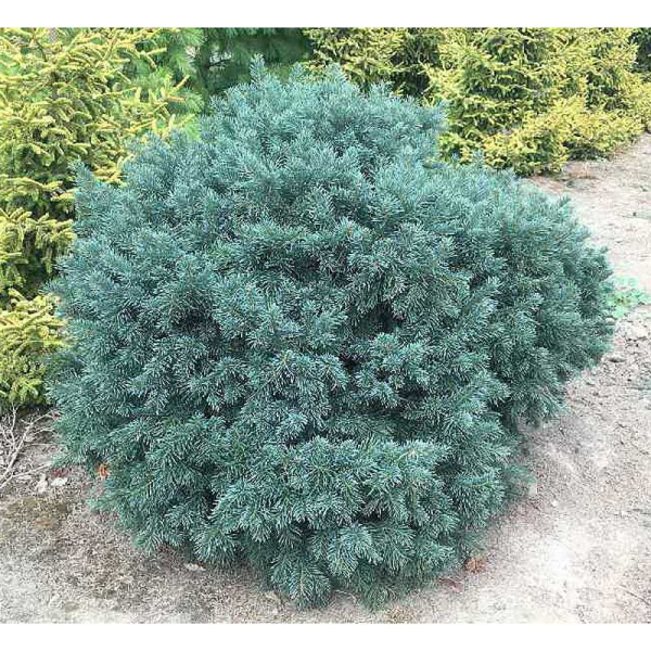 Пихта Шершавоплодная Грин Глоуб 20-30см