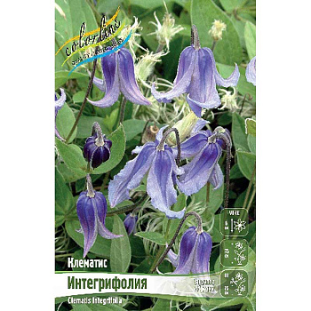 Клематис Интегрифолия I 25 шт Биг-пак 363