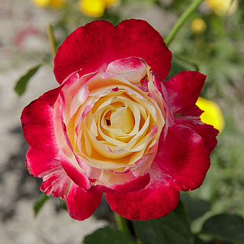 Роза чайно-гибридная Дабл Делайт Садовита